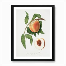 Peach (Persica Sativa) From Pomona Italiana (1817 1839), Giorgio Gallesio Art Print