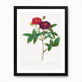 Rosa Gallica Purpurea Velutina Parva, Pierre Joseph Redouté Art Print