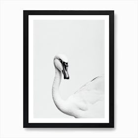 Swan B&W Pencil Drawing 1 Bird Art Print