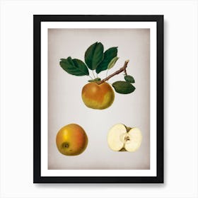 Vintage Apple Botanical on Parchment n.0151 Art Print