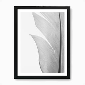 White Feather_2191107 Art Print