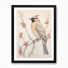 Vintage Bird Drawing Cedar Waxwing 2 Art Print