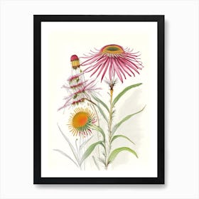 Echinacea Spices And Herbs Pencil Illustration 2 Art Print