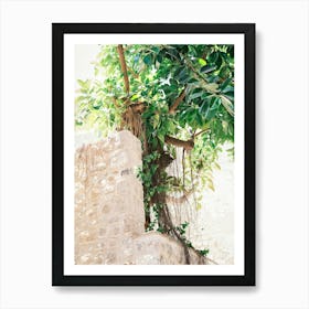 Green Tree In Street of Eivissa // Ibiza Travel Photography Art Print