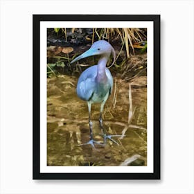 Little Blue Heron Art Print