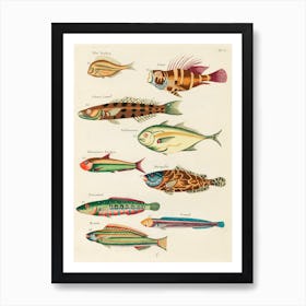 Colourful And Surreal Illustrations Of Fishes Found In Moluccas (Indonesia) And The East Indies, Louis Renard(42) Art Print