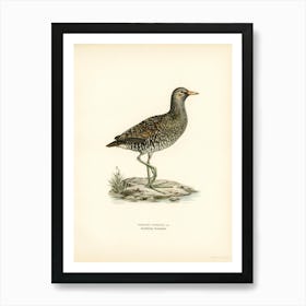 Water Rail (Rallus Aquaticus), The Von Wright Brothers Art Print