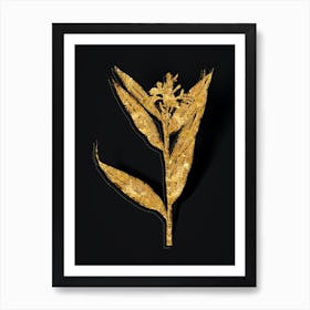 Vintage Globba Erecta Botanical in Gold on Black n.0327 Art Print