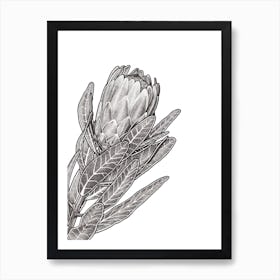 Protea Art Print