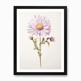 Pressed Flower Botanical Art Asters 1 Art Print