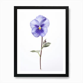 Pressed Wildflower Botanical Art Common Blue Violet Viola 1 Art Print