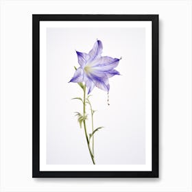 Pressed Wildflower Botanical Art Harebell 1 Art Print