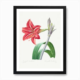 Brazilian Amaryllis From Choix Des Plus Belles Fleurs, Pierre Joseph Redouté Art Print