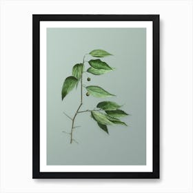 Vintage European Nettle Tree Botanical Art on Mint Green Art Print