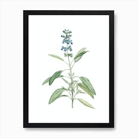 Vintage Sage Plant Botanical Illustration on Pure White n.0863 Art Print