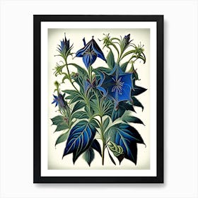 Borage Herb Vintage Botanical Art Print