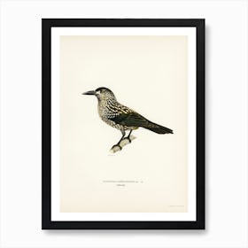 Spotted Nutcracker, The Von Wright Brothers Affiche