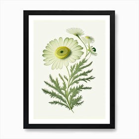 Chamomile Leaf Vintage Botanical Art Print