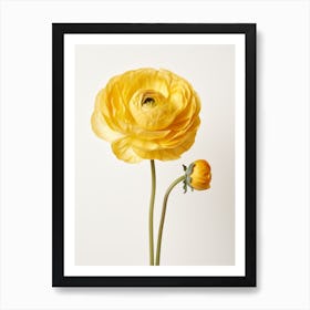 Pressed Wildflower Botanical Art Buttercup Ranunculus 1 Art Print