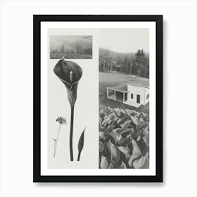 Calla Lilly Flower Photo Collage 4 Art Print