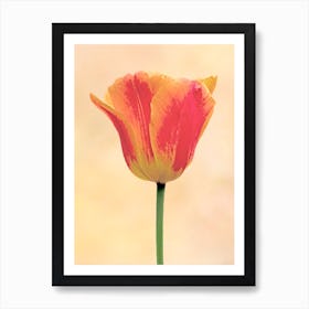 Red and Yellow Tulip Art Print