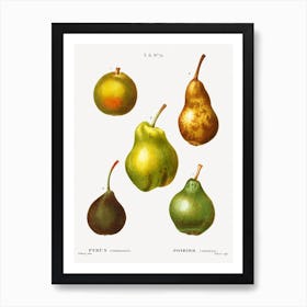 Pear, Pierre Joseph Redoute (8) Art Print