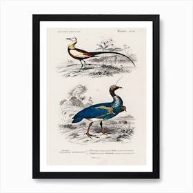 Different Types Of Birds, Charles Dessalines D'Orbigny 20 Art Print