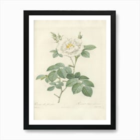 Rose Illustration, Pierre Joseph Redoute (13) 1 Art Print