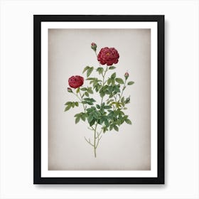 Vintage Burgundy Cabbage Rose Botanical on Parchment n.0846 Art Print