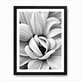 Alstromeria B&W Pencil 1 Flower Art Print