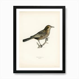 Blackbird, The Von Wright Brothers Art Print