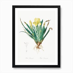 Crimean Iris Illustration From Les Liliacées, Pierre Joseph Redouté Art Print