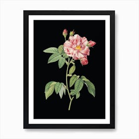 Vintage French Rosebush with Variegated Flowers Botanical Illustration on Solid Black n.0030 Art Print