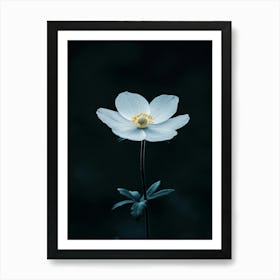 White Anemone Flower Art Print