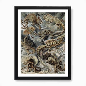 Vintage Haeckel 18 Tafel 79 Eidechsen Art Print