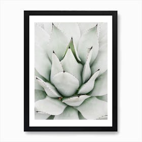 Agave Art Print