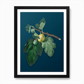 Vintage Fig Botanical Art on Teal Blue n.0696 Art Print