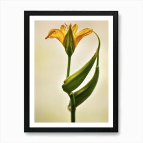 Yellow Lily Unfurling Art Print