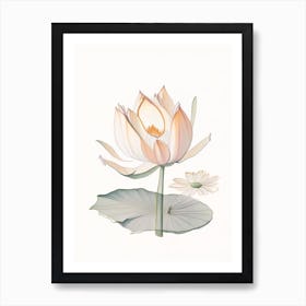 Amur Lotus Pencil Illustration 2 Art Print