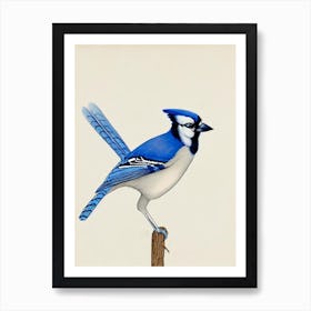 Blue Jay Illustration Bird Art Print