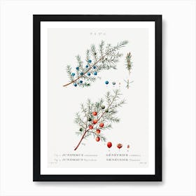 Common Juniper, Pierre Joseph Redoute Art Print