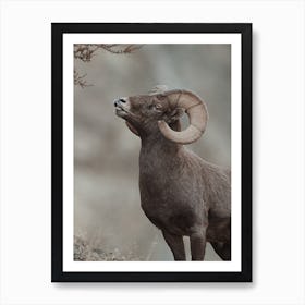 Western Bighorn Sheep Art Print