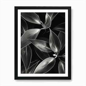 Black And White Leaves 4 Art Print