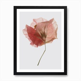 Bougainvillea Study 02 Art Print