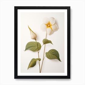 Pressed Wildflower Botanical Art Prairie Trillium 2 Art Print