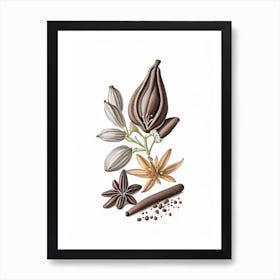 Black Cardamom Spices And Herbs Pencil Illustration 3 Art Print