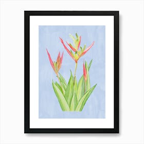 Vibrant pink and green Heliconia Tropical Flowers and leaves in Watercolor faded On blue Art Print