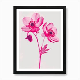 Hot Pink Hellebore 1 Art Print