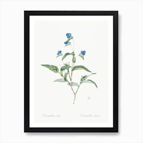 Blue Spiderwort, Pierre Joseph Redoute Art Print