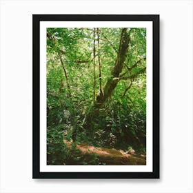 California Redwood Forest II on Film Art Print